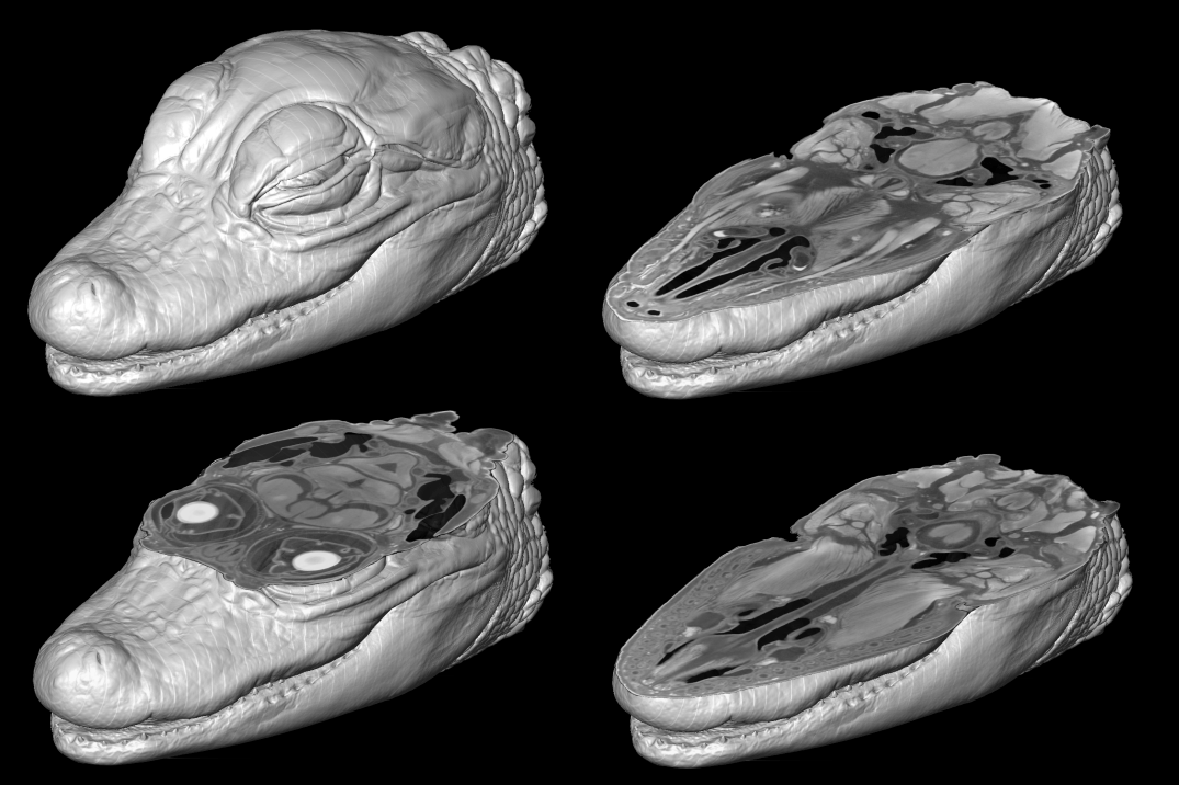 DiceCT <i>Alligator</i>