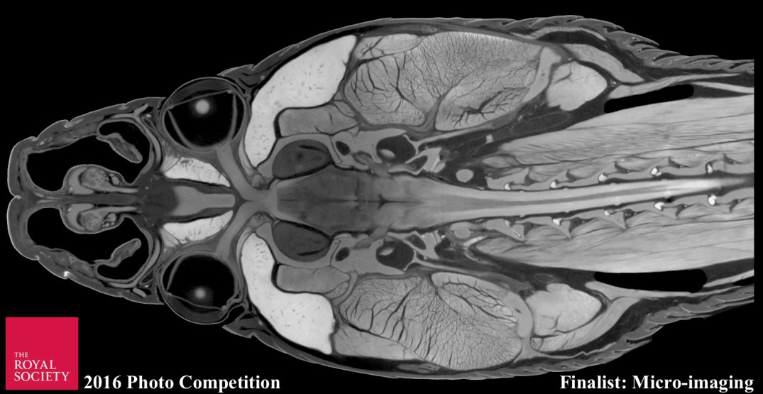 pantherophis_frontal_final