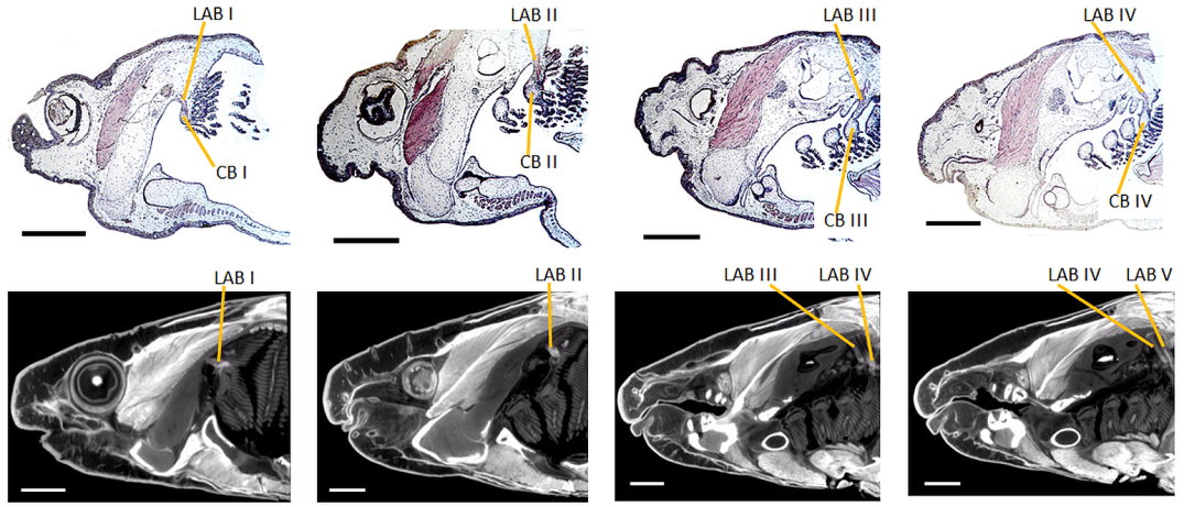 Fig. 4 Levatores arcuum branchialium LZW 29Oct17 copy